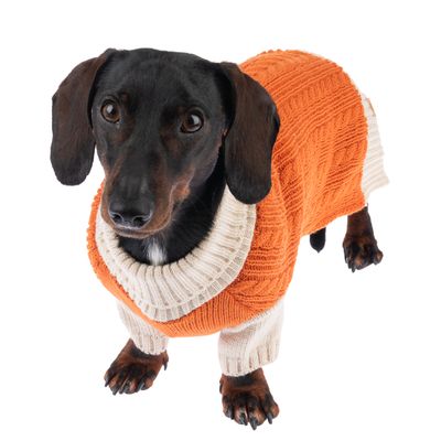 TIAKI Hundepullover Padded Knit