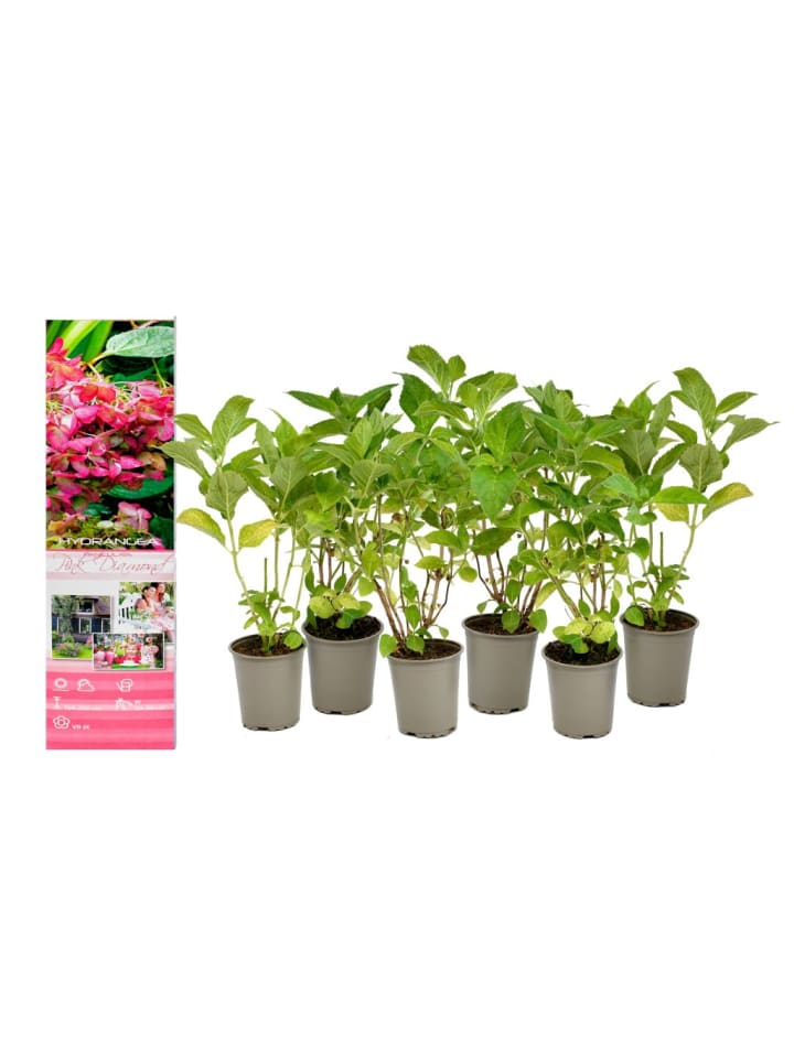 OH2 6er-Set pan. 'Pink Diamond Hortensien in Rosa günstig kaufen onesize