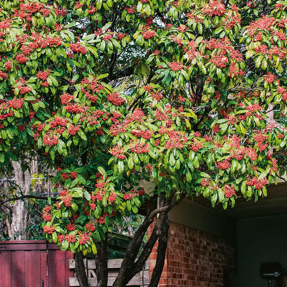 Photinia Red Robin, 220–240 cm