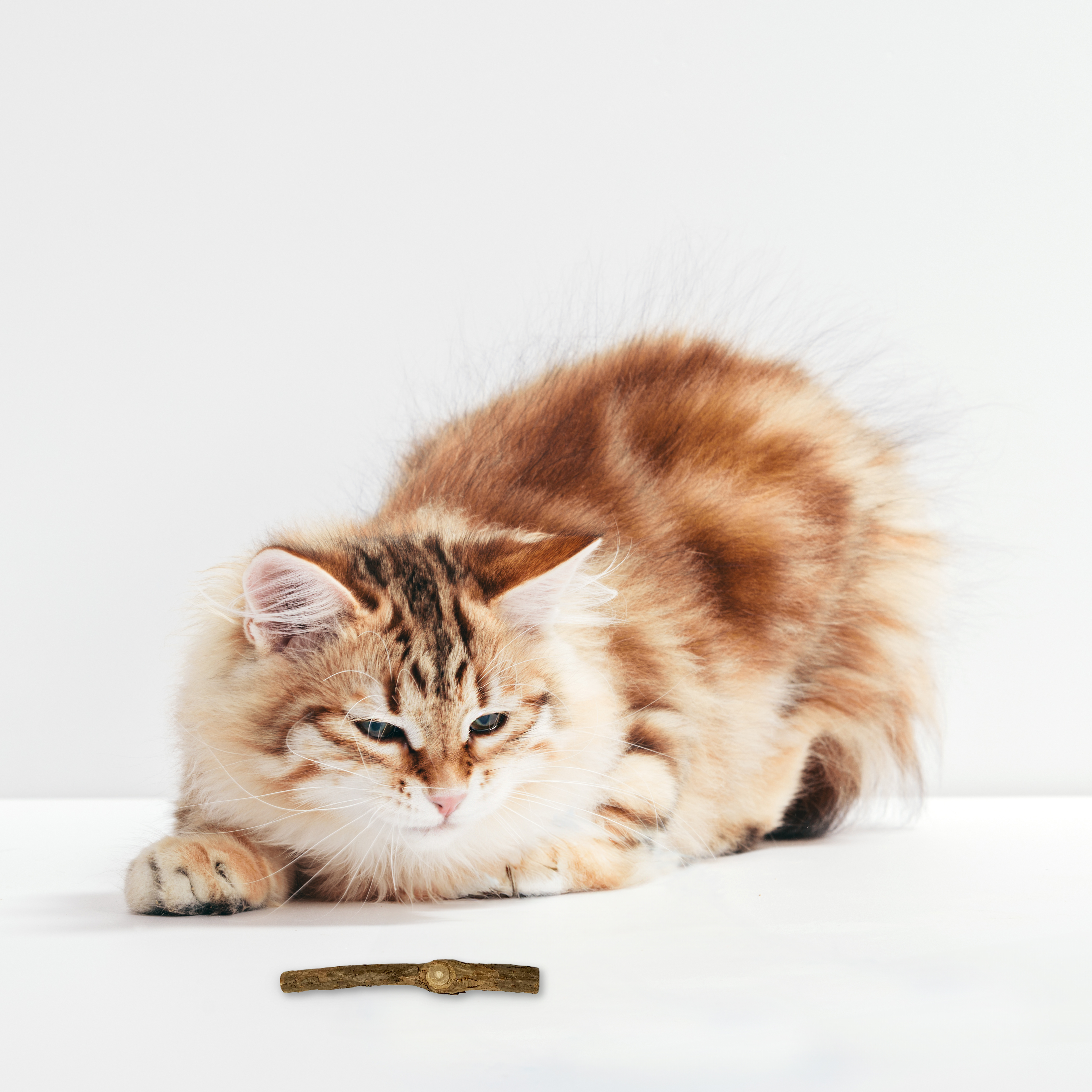 LEO LÖWENKATZ weiteres Katzenspielzeug LEO LÖWENKATZ 5 Matatabi Sticks. Rein natürlich von der Silberrebe (Silvervine)