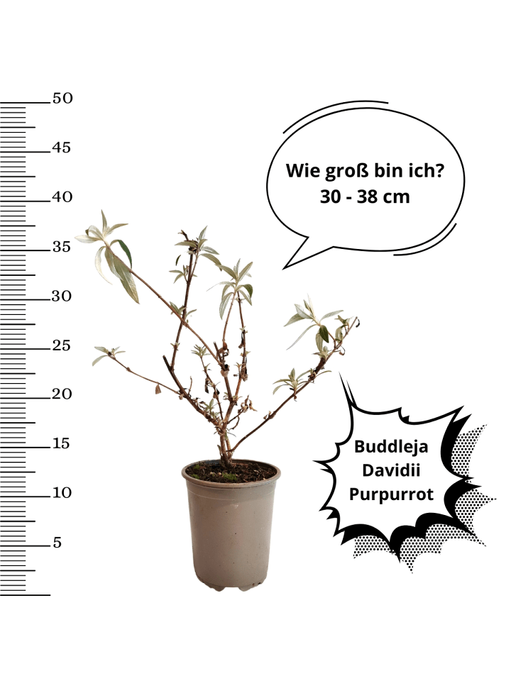 OH2 3er-Set: Schmetterlingspflanzen Davidii in Purpurrot günstig kaufen onesize