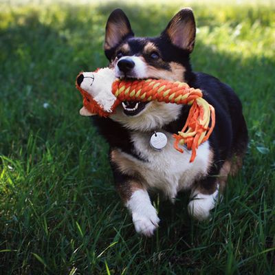 KONG Winder Fox