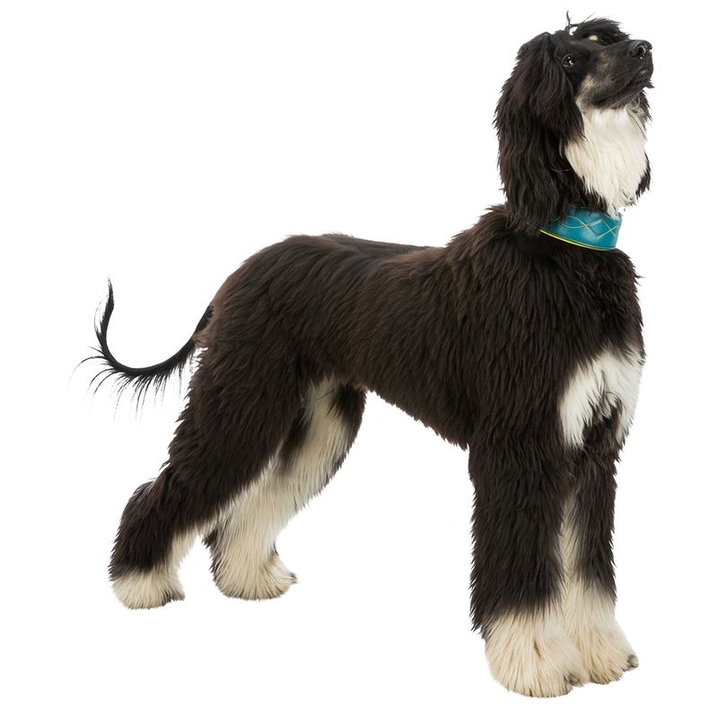 Trixie Active Comfort Halsband für Windhunde