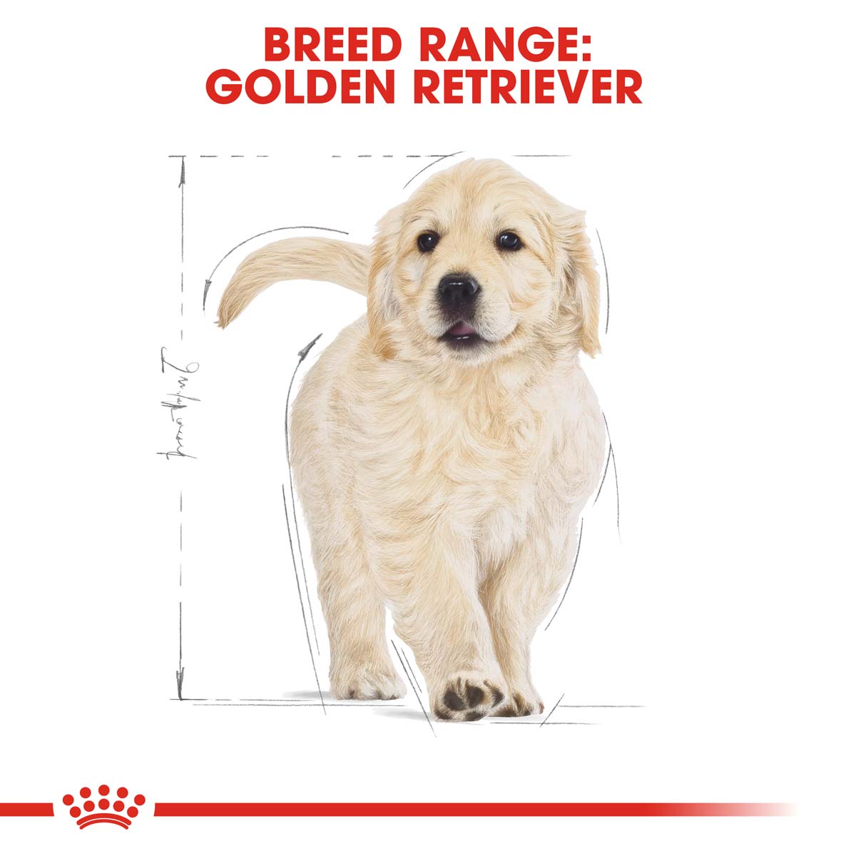 ROYAL CANIN Golden Retriever Puppy Welpenfutter trocken