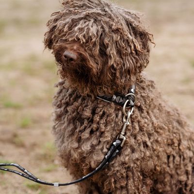 Hurtta Bare Zug-Stopp Halsband, coal
