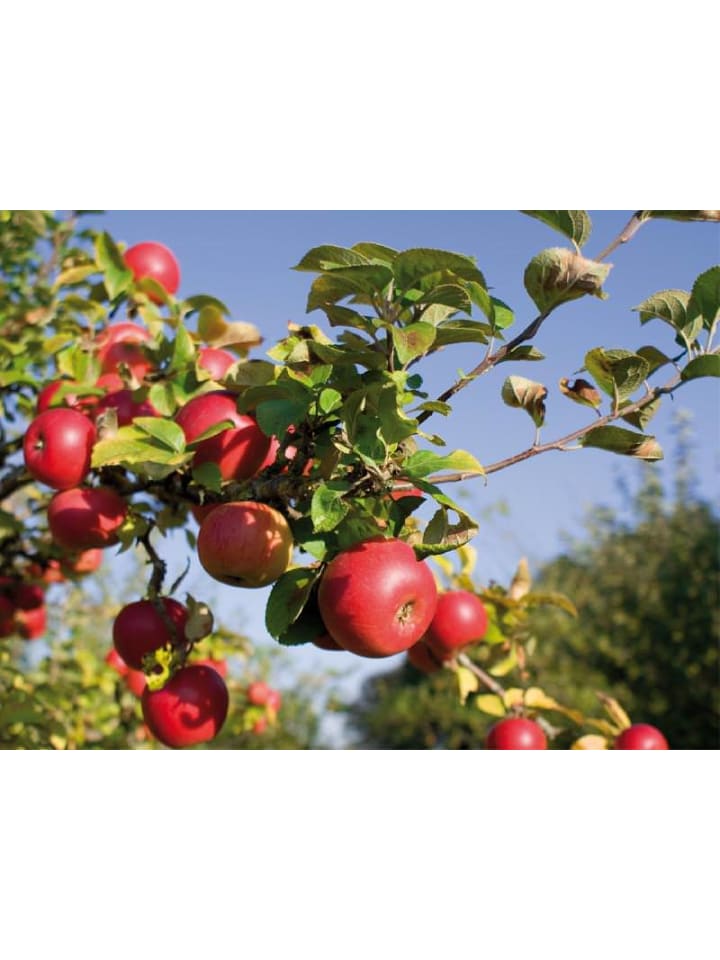 OH2 5er-Set: XXL Obstbäume in Bunt günstig kaufen onesize