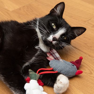 Katzenspielzeug Vögelchen & Fisch