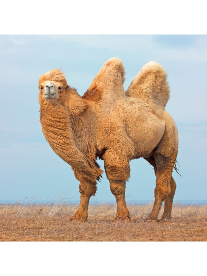 sense of nature Camel Naturhaar Bettdecke warm in weiß günstig kaufen