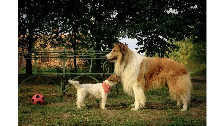 Lassie - Ein neues Abenteuer