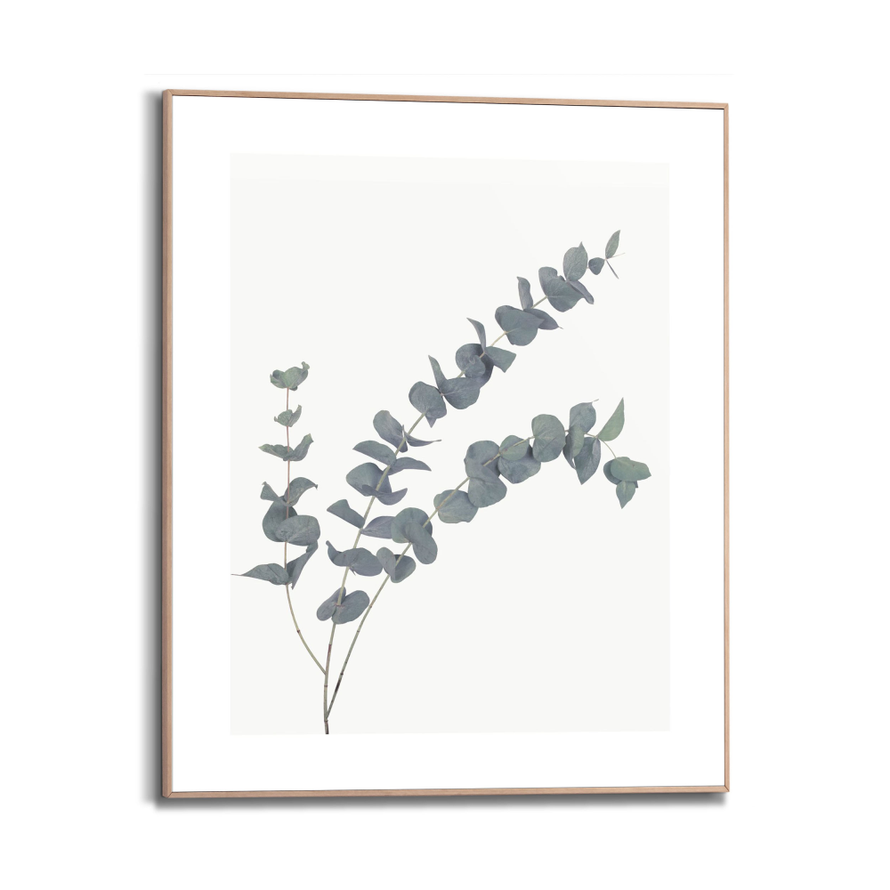Rahmenbild Eucalyptus