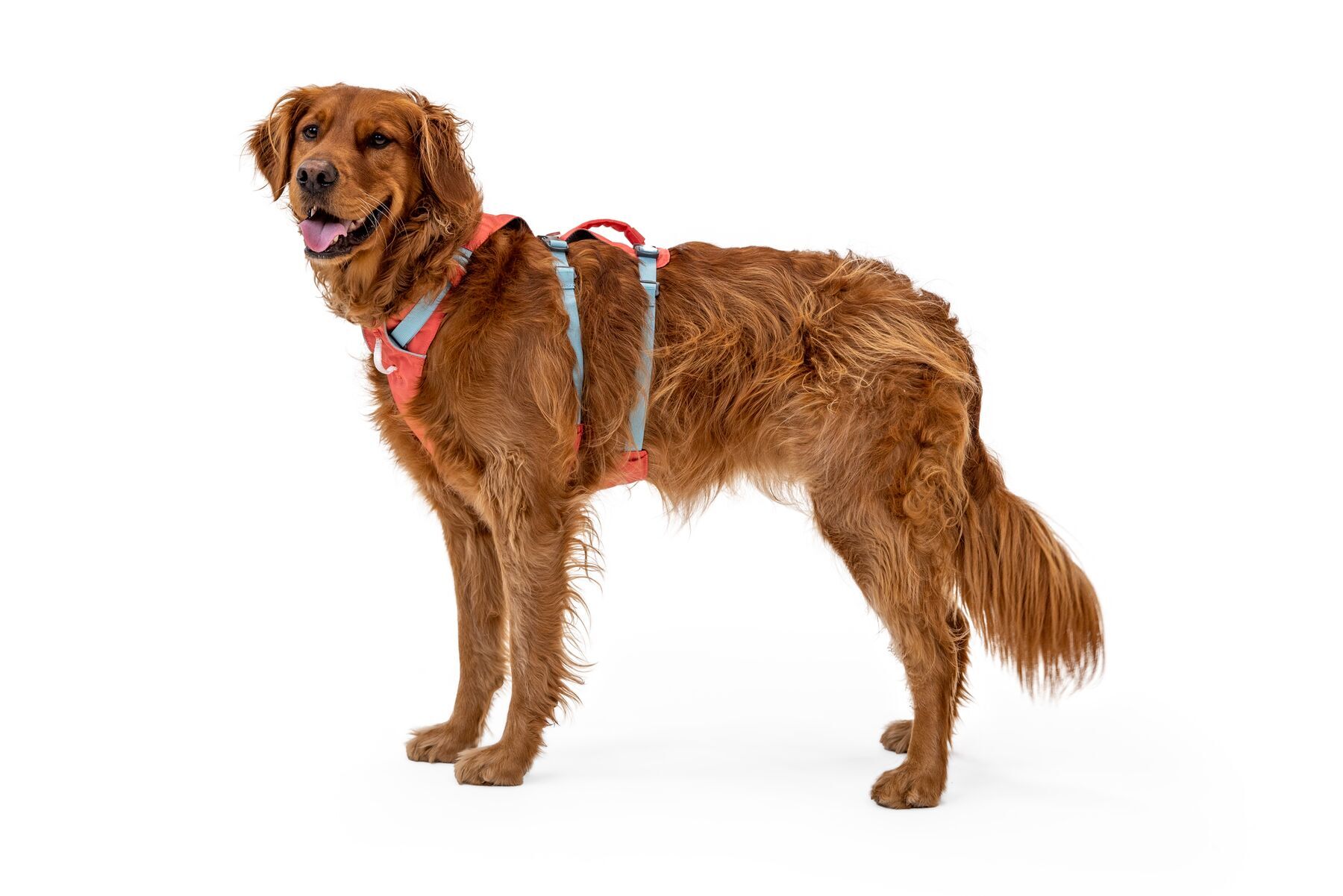 Ruffwear Hundegeschirre Ruffwear Flagline™ Geschirr pink M