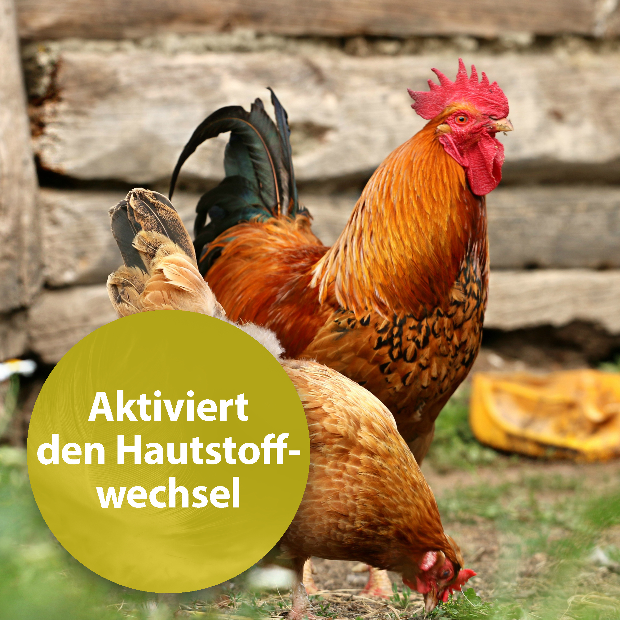 Quiko Ergänzungsfutter Quiko Seealgenmehl 400 g: Für Ziervögel mit dunklen Pigmentierungen