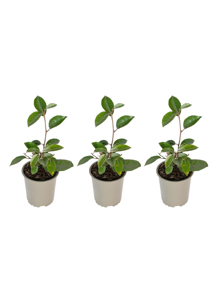 OH2 3er-Set: Elaeagnus ebbingei in Grün günstig kaufen onesize