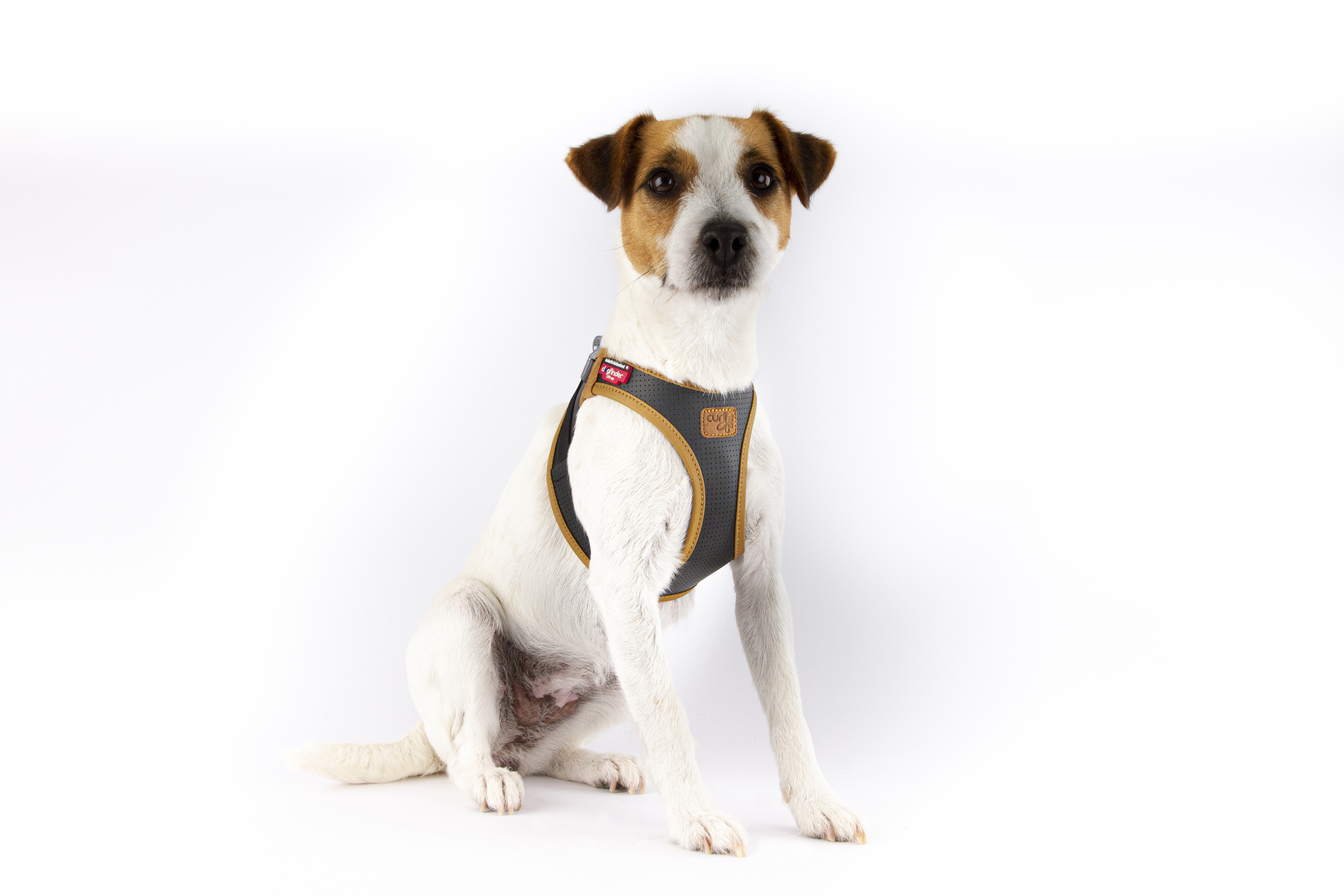 Curli Hundegeschirre Curli Clasp Geschirr aus Apfelleder schwarz S