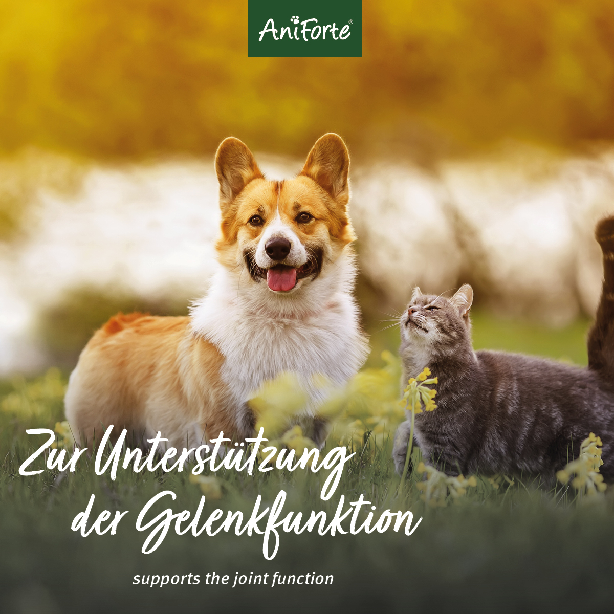 Aniforte Ergänzungsfutter & Aufzucht Aniforte Teufelskralle Pulver 500 g