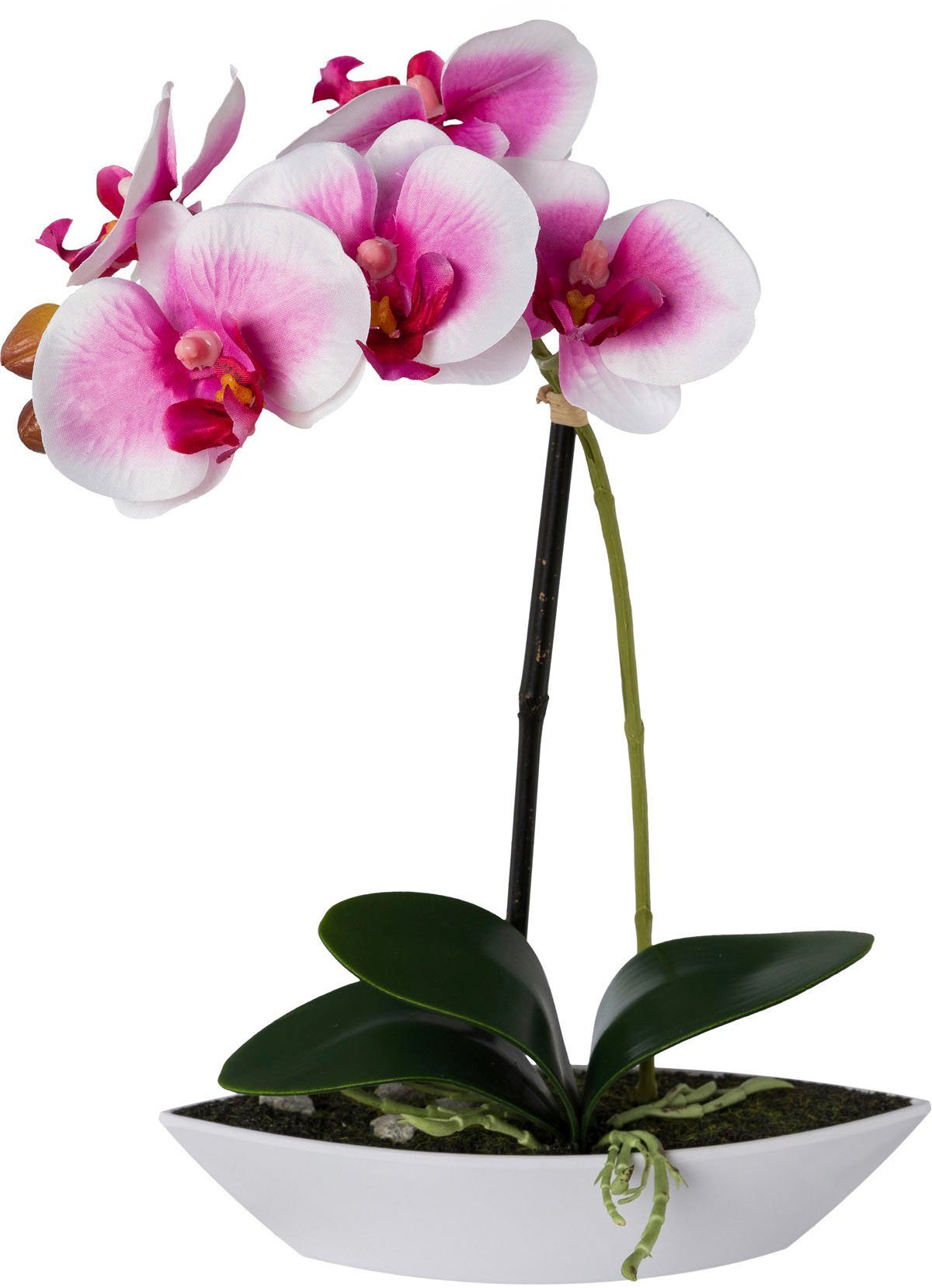 Kunstorchidee Phalaenopsis, Creativ green, Höhe 30 cm, 2er Set, in Kunststoffschale
