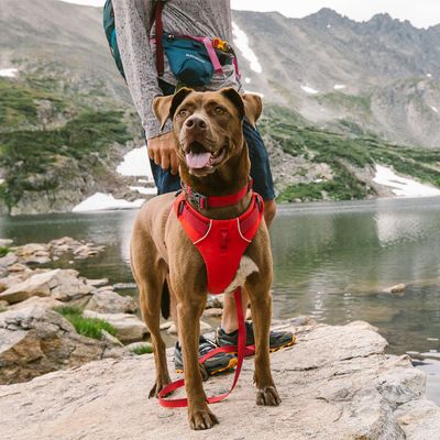 Ruffwear Front Range Hundegeschirr, Red Sumac