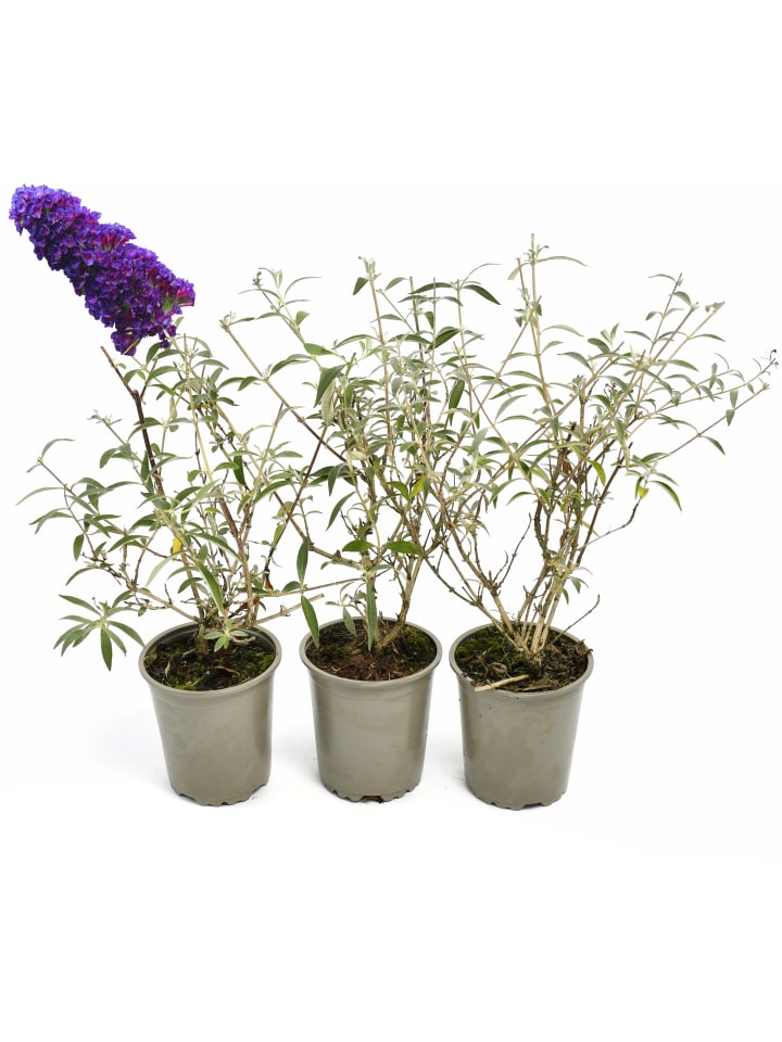 OH2 3er-Set: Schmetterlingspflanzen Davidii in Schwarz/Violett günstig kaufen onesize