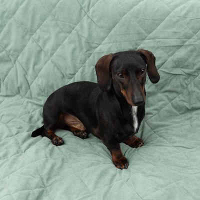 Modern Living Hundedecke Victoria