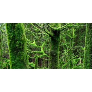 AK Mossy Texture - Vivid Green (35 ml)
