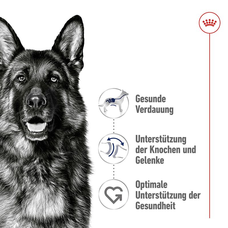 Royal Canin Maxi Adult