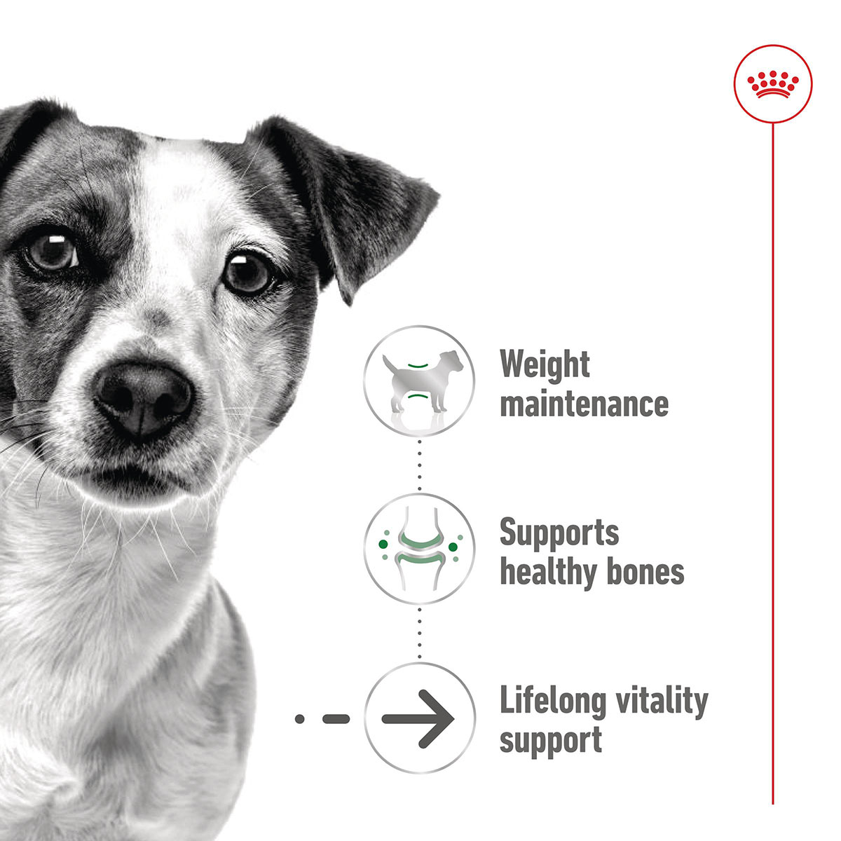 Royal Canin SHN Mini Ageing Loaf Can günstig kaufen bei ZooRoyal