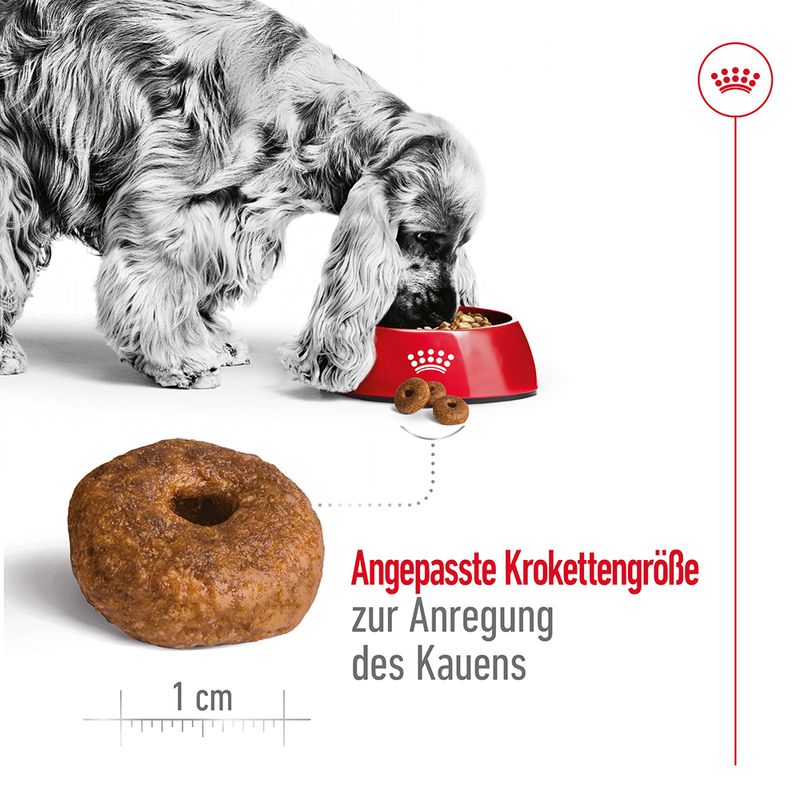 Royal Canin Medium Ageing 10+