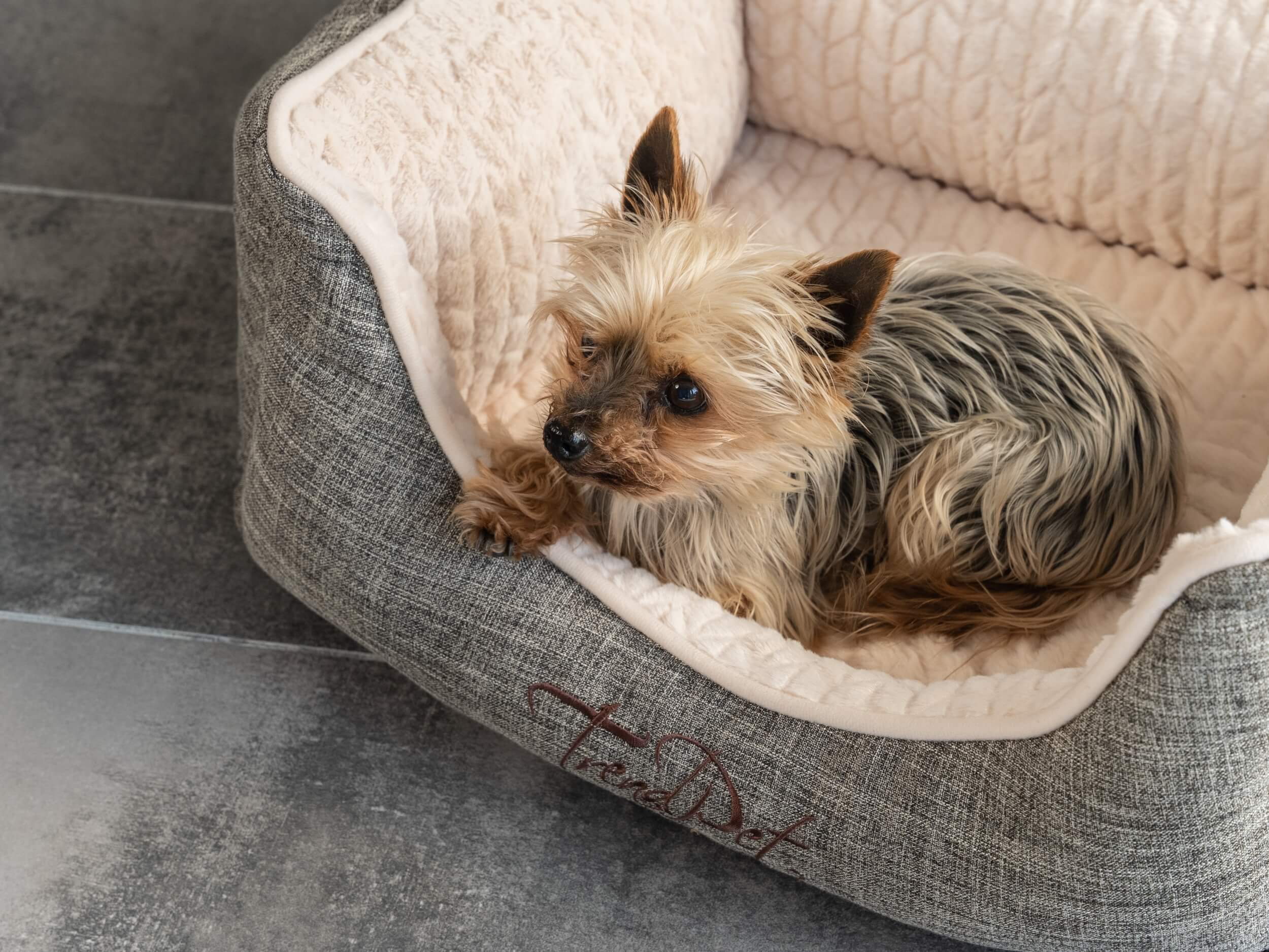 TrendPet Hundebetten TrendPet VitaBed Classic orthopädisches Hundebett beige M