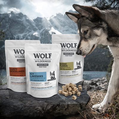 Wolf of Wilderness 