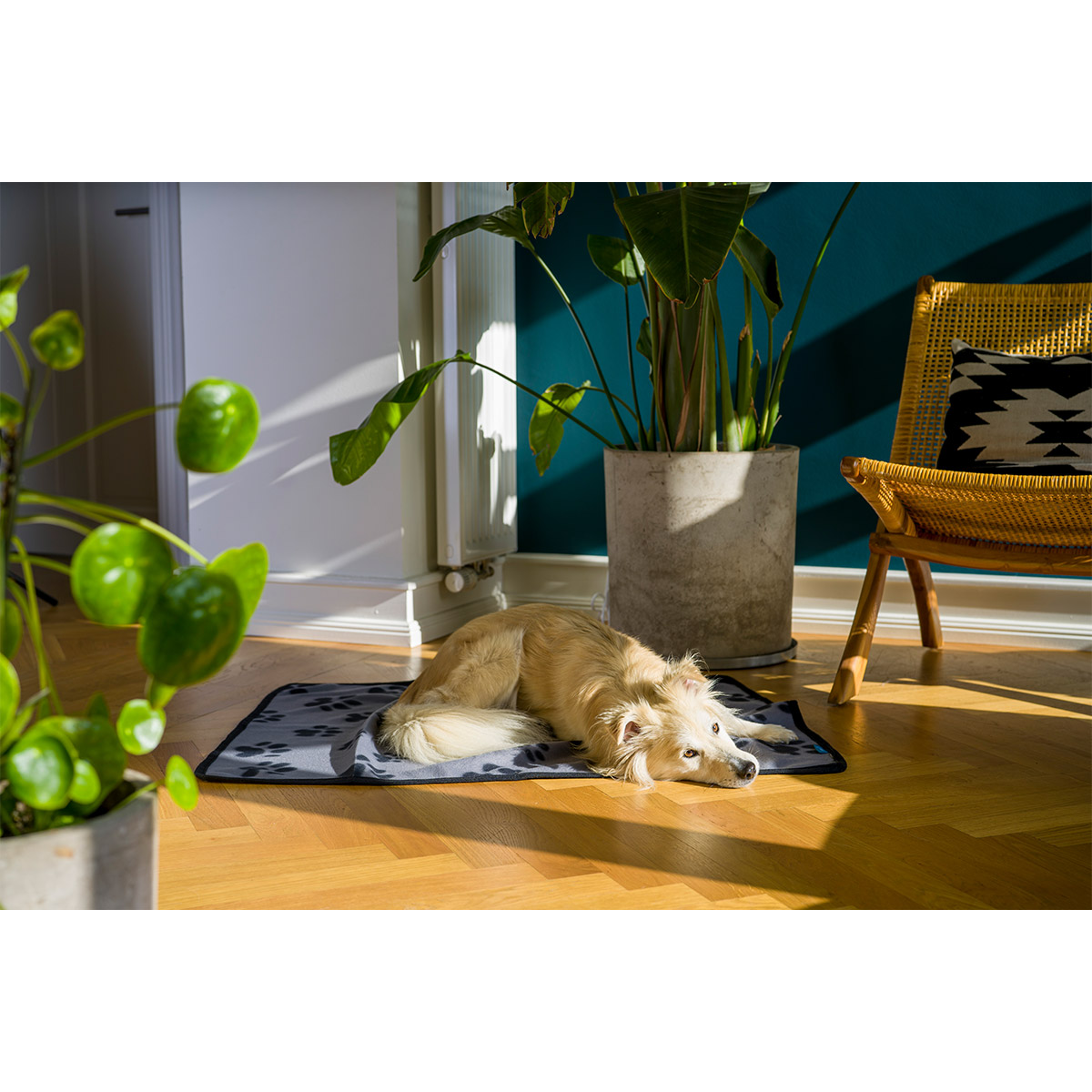 ZooRoyal Kuscheldecke Kali anthrazit günstig kaufen