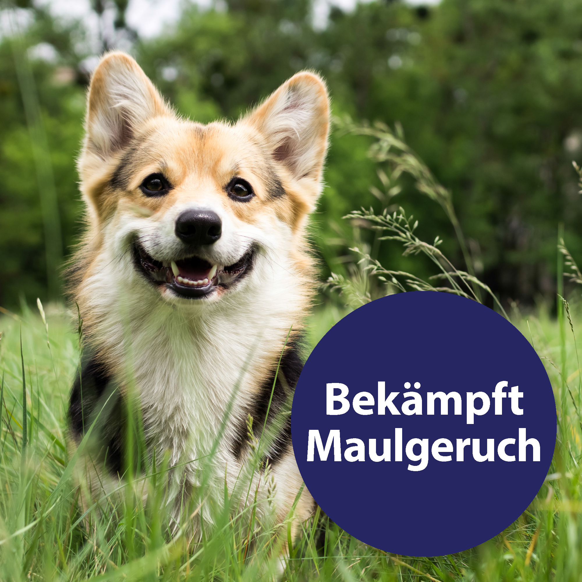 Canosept Zahnpflege Canosept Zahnpflege Finger-Pads für Hunde 50 Stück
