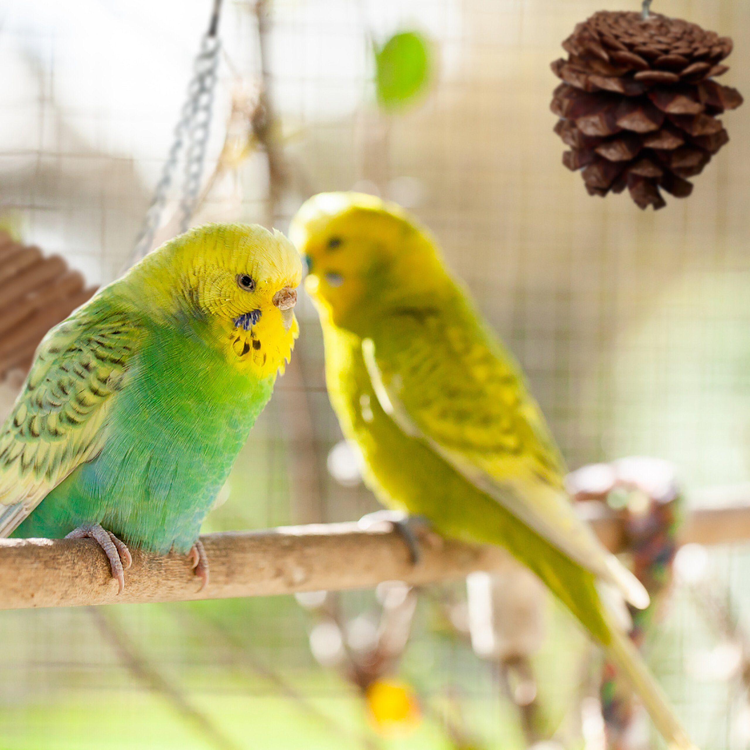 relaxdays Vogelspielplatz 8-teiliges Vogelspielzeug