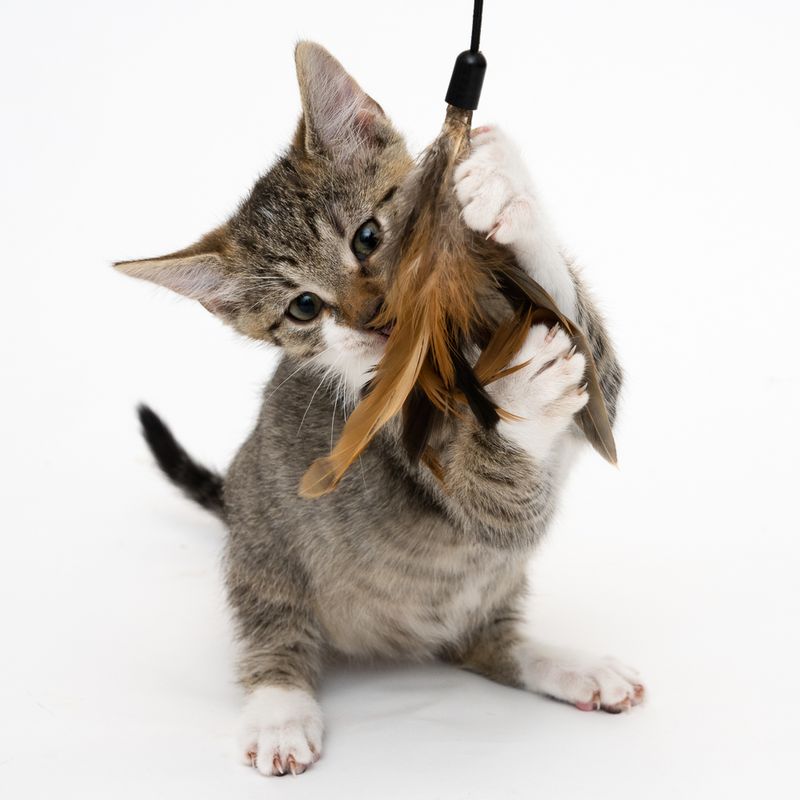 Katzenangel 3 in 1 XXL zu TOP-Preisen
