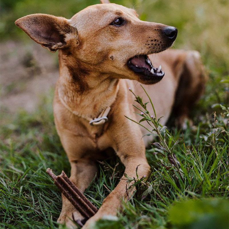 Green Petfood VeggieDog Denties