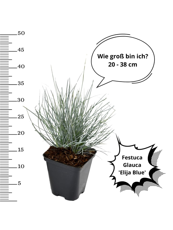 OH2 4er-Set: Festuca Glauca Elijah Blue in Blau günstig kaufen onesize