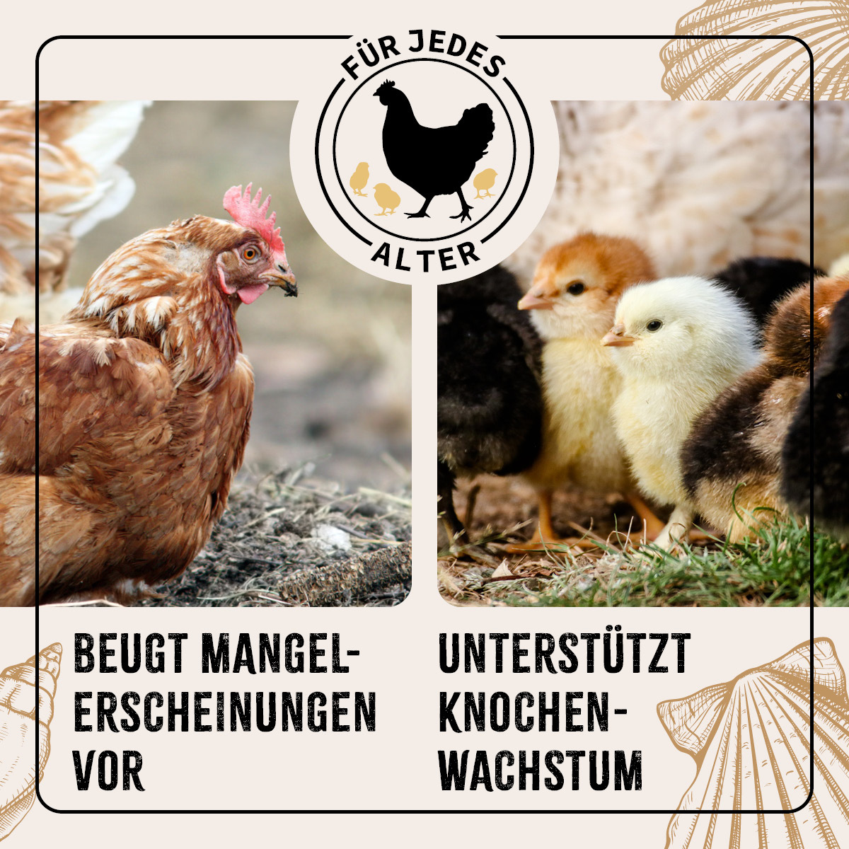 Aniforte Futter & Heu Aniforte FarmLife Muschelgrit für Hühner 5kg