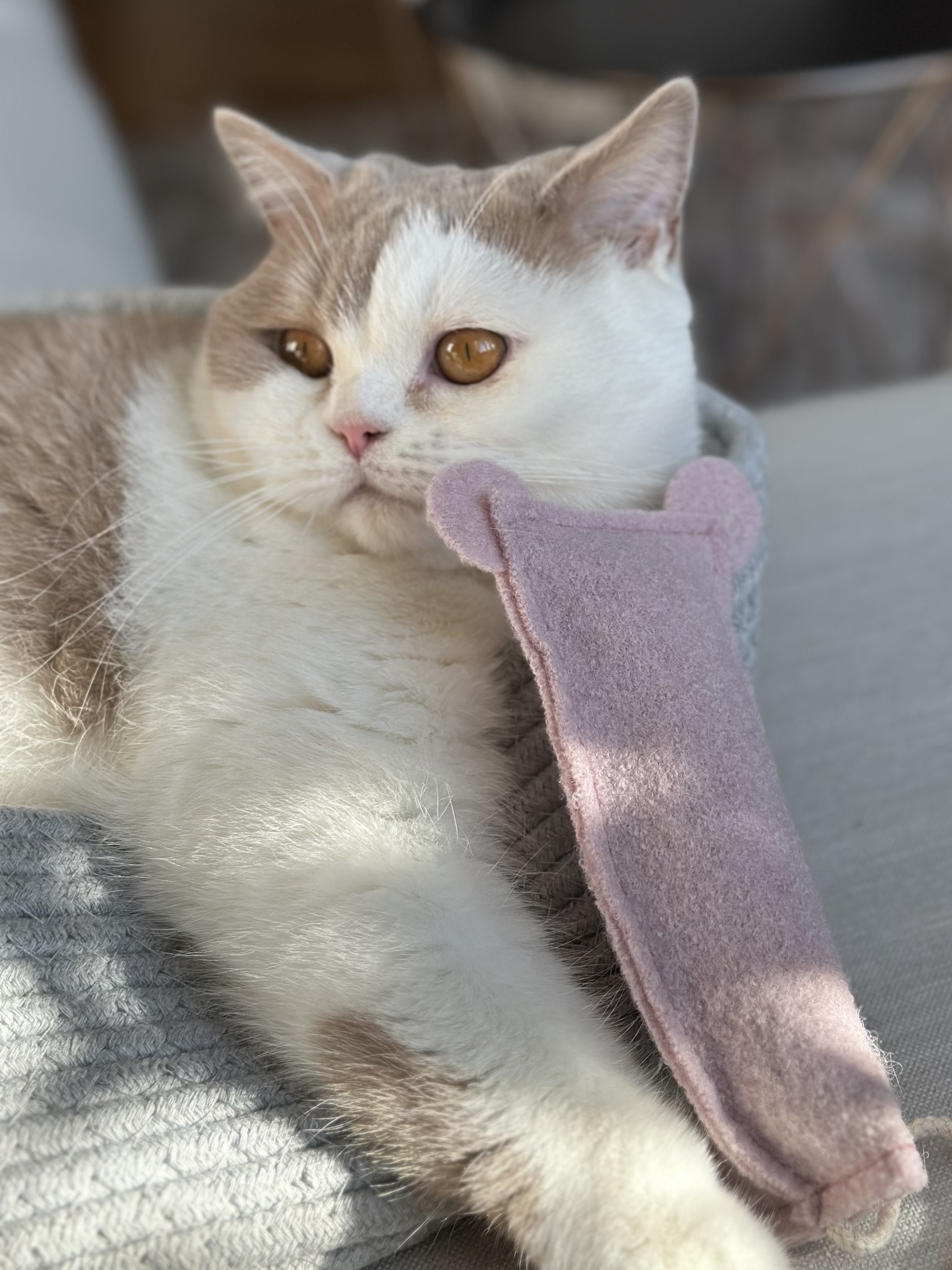 Kater Kasimir Baldrian & Catnipspielzeug Kater Kasimir Premium XL handgemachte Spielmaus aus echtem Wollfilz mit Baldrianwurzel