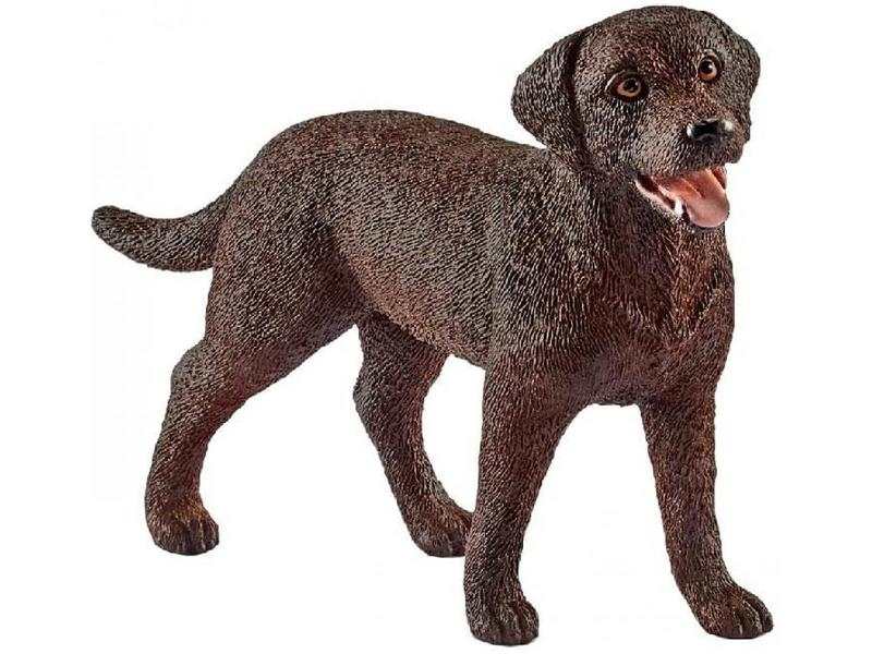 Labrador Retriever, femelle