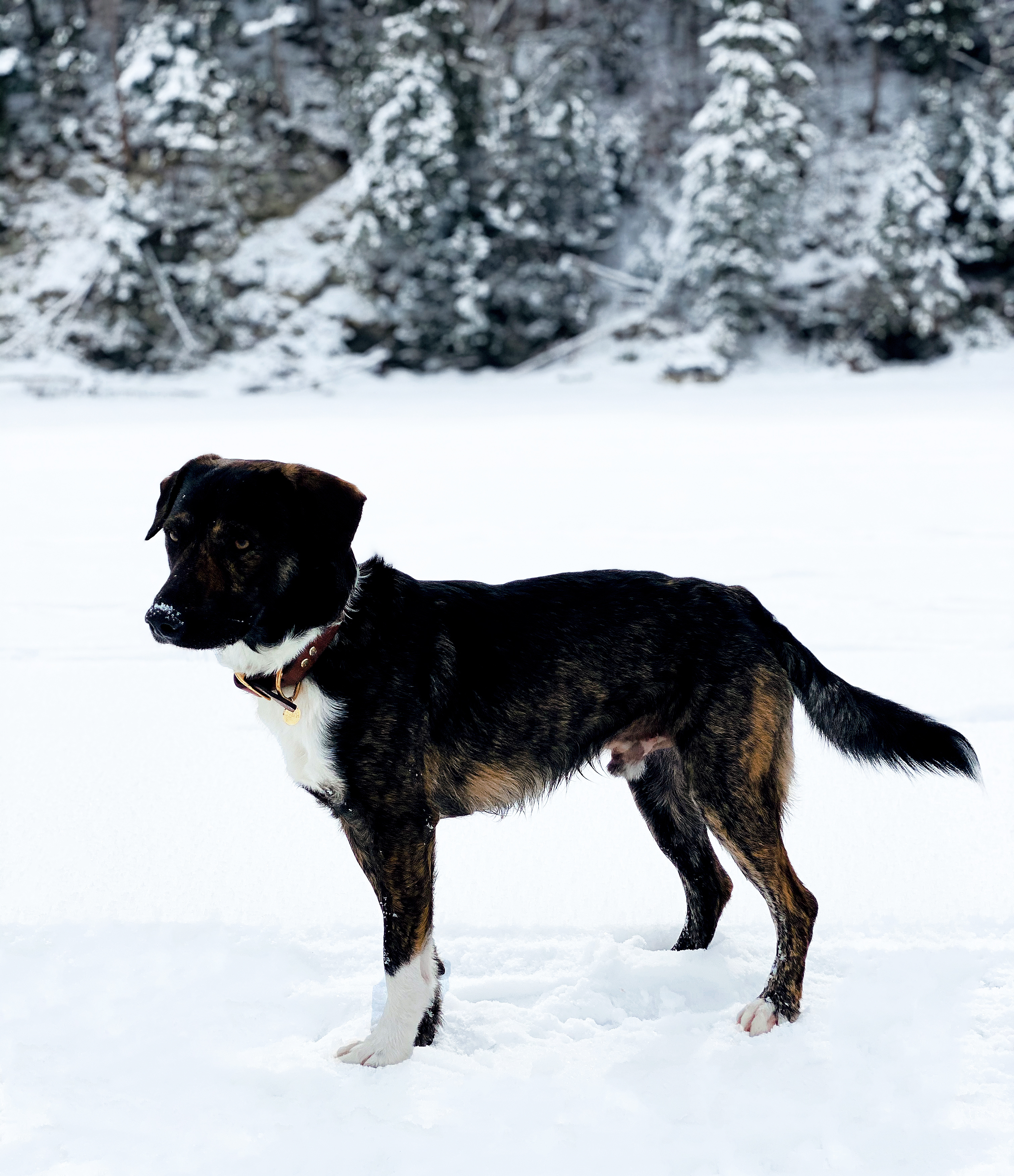 THE DOG IDEA Hundehalsbänder THE DOG IDEA Leder Halsband Braun XXL