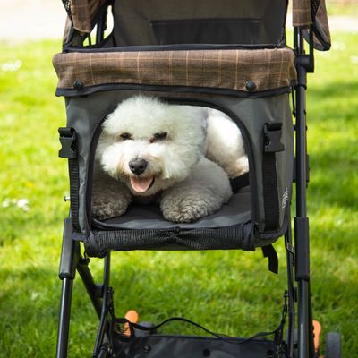 HAFENBANDE Haustier Buggy Sailor