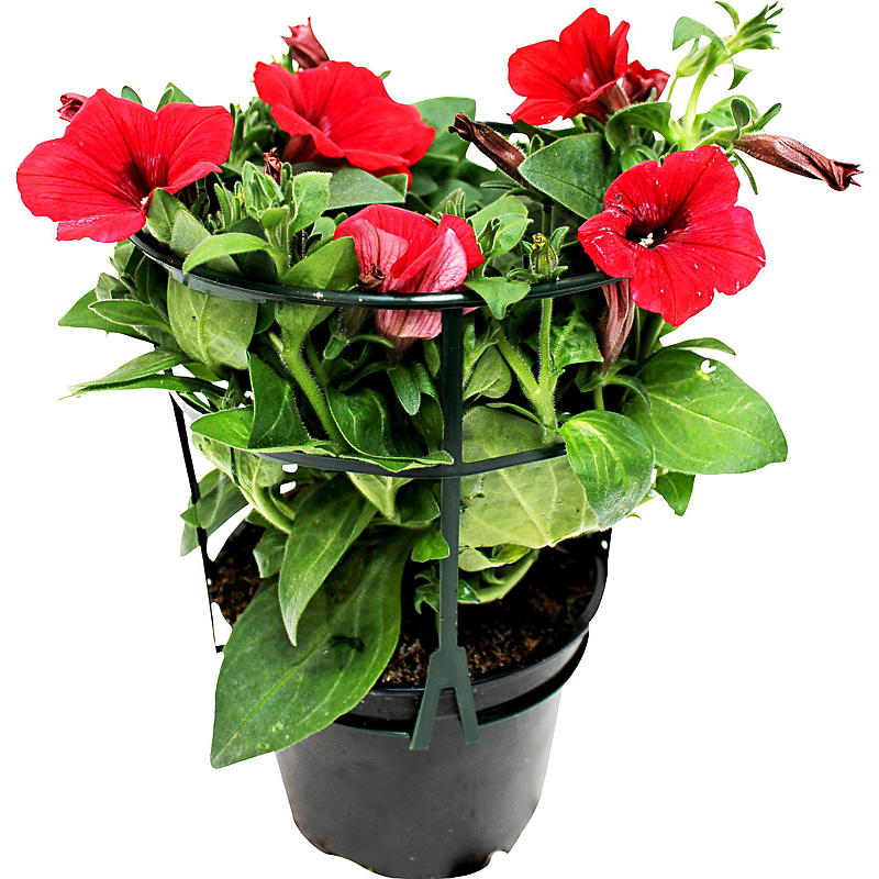 Petunia heng P12, storblomstret, surfina