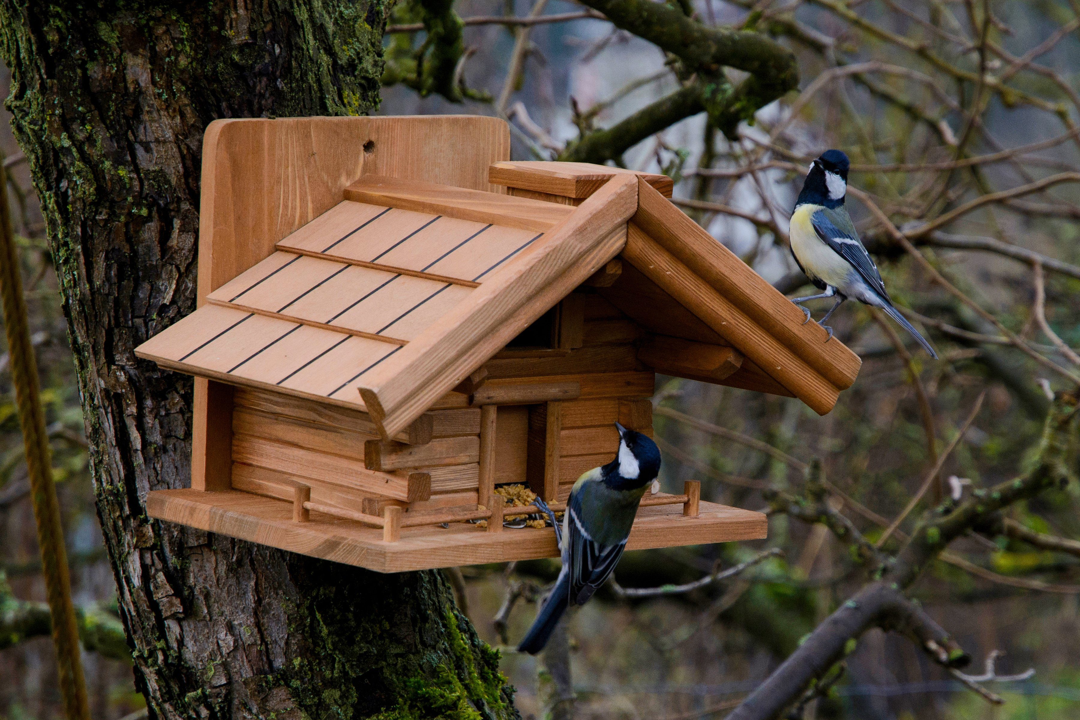 dobar green label Vogelhaus St. Moritz, BxTxH: 33x24,5x21 cm, mit Futtersilo im Inneren, Kiefer
