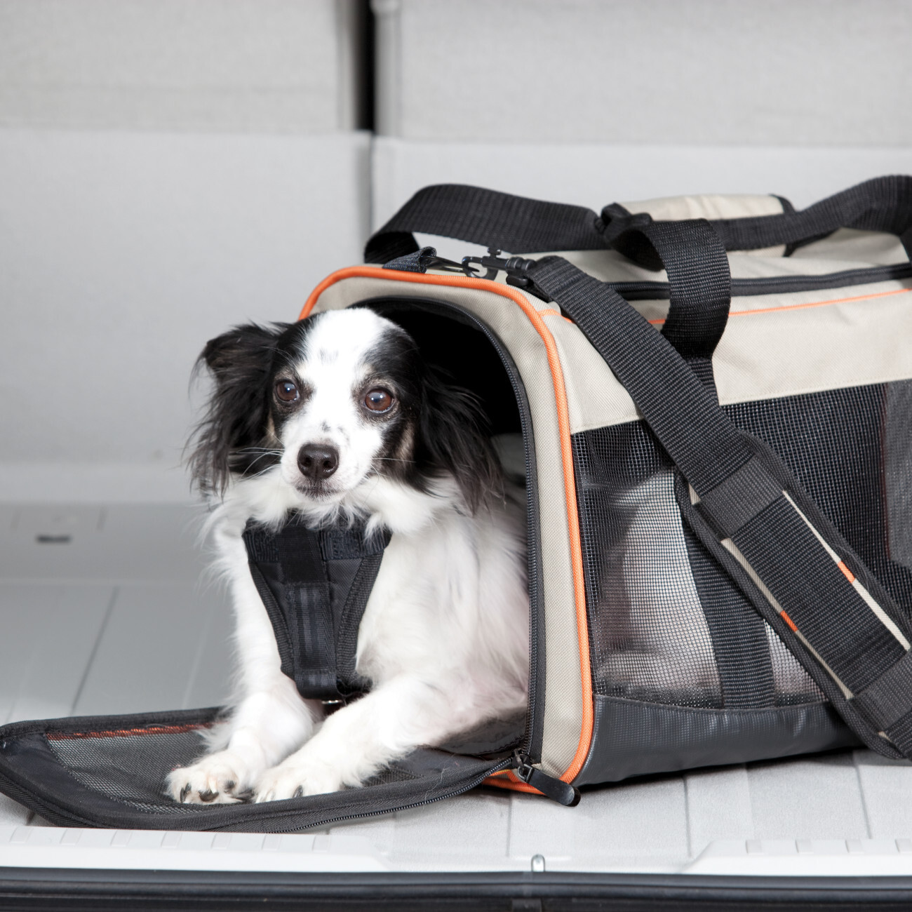 Kurgo Tragetaschen Kurgo Tragetasche Wander Carrier