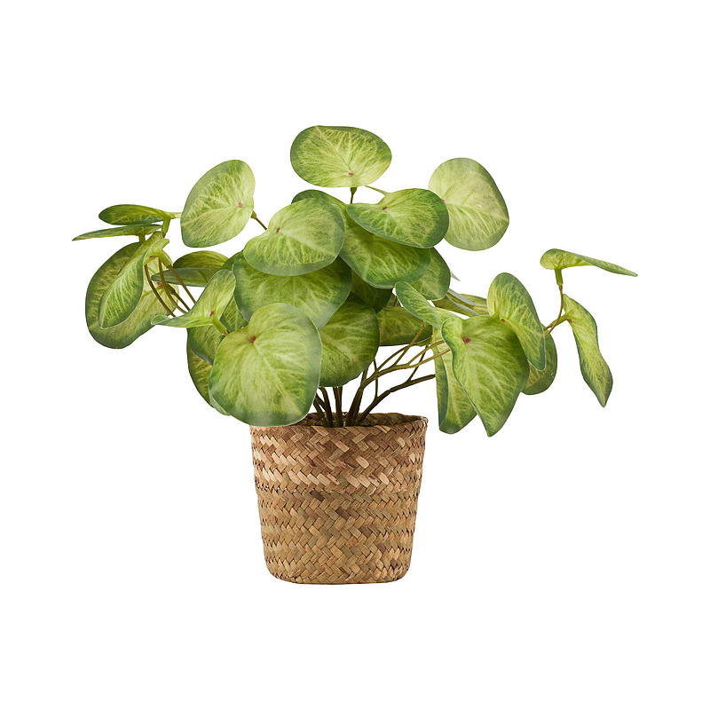 Home Grønnplante 25 cm m/kurv