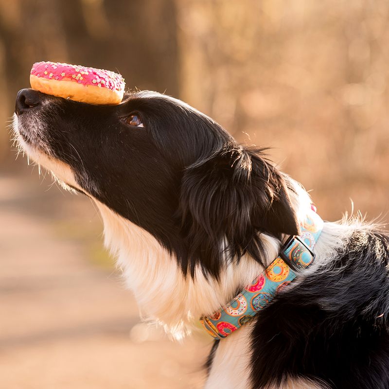 Max & Molly Smart ID Halsband Donuts zu TOP-Preisen