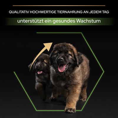 PURINA PRO PLAN Large Robust Puppy Healthy Start