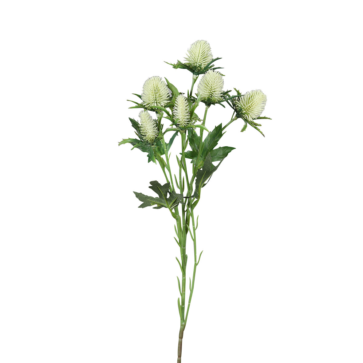DPIDistel 57cm