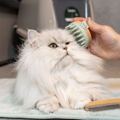 kooa Massagebürste für Katzen