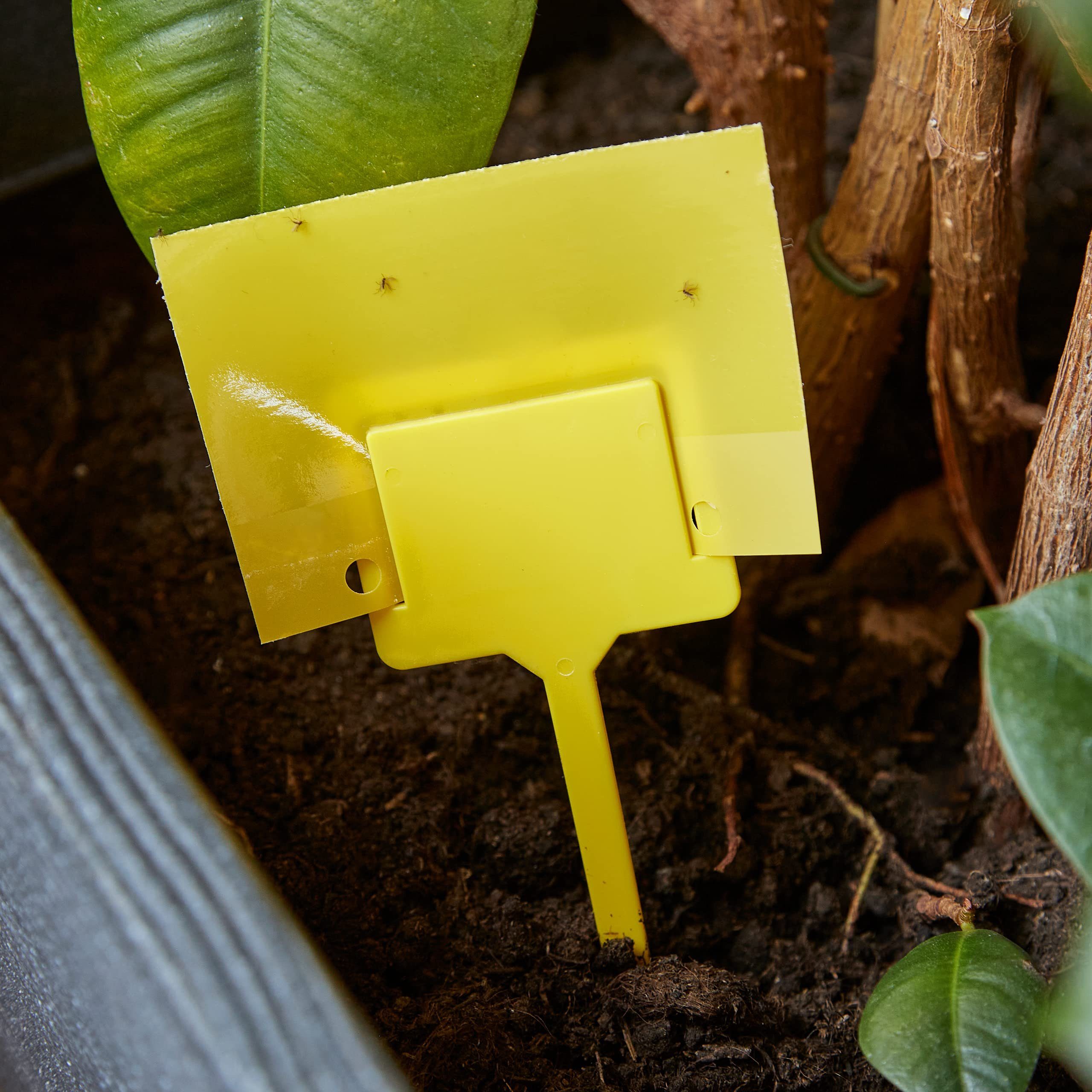 OwnGrown Klebefalle 60x Schädlingsbekämpfung ohne Insektizide: Gelbsticker Trauermücken, Gelbsticker Gelbsticker Kunststoff