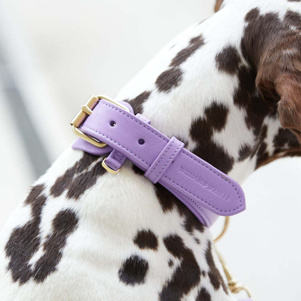 William Walker Hundehalsbänder William Walker Hundehalsband Plain Lavender XS